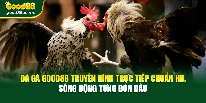 Đá gà Good88 truyền hình trực tiếp chuẩn HD, sống động từng đòn đấu