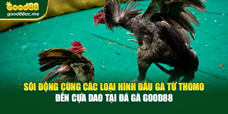 Sôi động cùng các loại hình đấu gà từ Thomo đến cựa dao tại Đá gà Good88