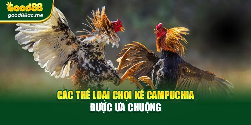 Các thể loại chọi kê Campuchia được ưa chuộng