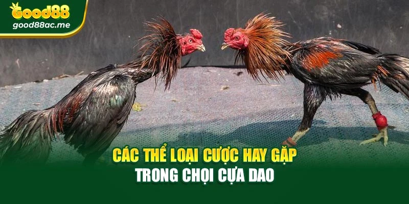 Các thể loại cược hay gặp trong chọi cựa dao