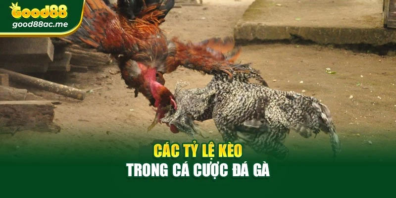 Các tỷ lệ kèo trong cá cược đá gà