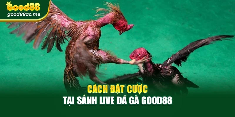 Cách đặt cược tại sảnh Live đá gà Good88