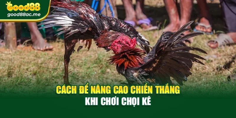 Cách để nâng cao chiến thắng khi chơi chọi kê
