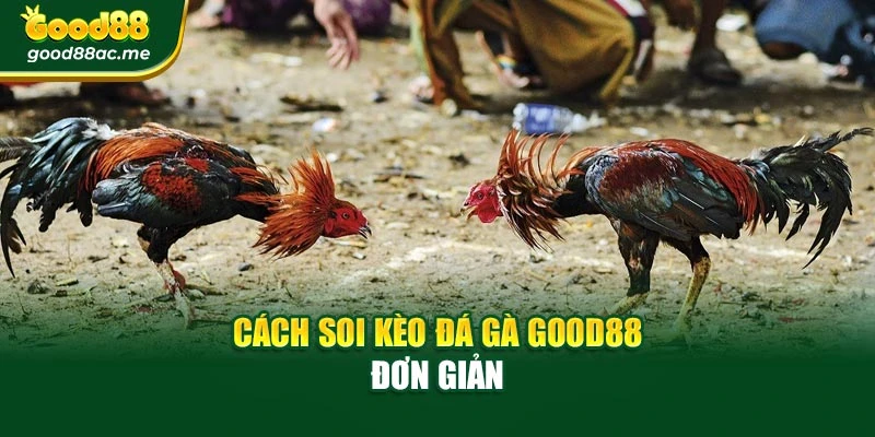Cách soi kèo đá gà Good88 đơn giản