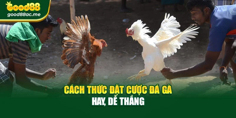 Cách thức đặt cược đá gà hay, dễ thắng