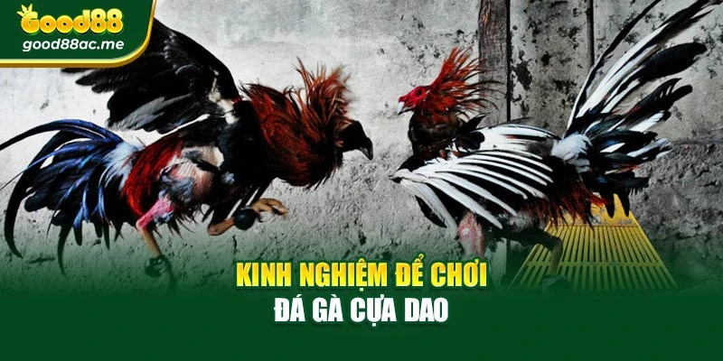 Kinh nghiệm hay để chơi đá gà cựa dao