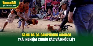 Sảnh Đá Gà Campuchia Good88 – Trải Nghiệm Chuẩn Xác Và Khốc Liệt