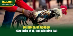 Soi Kèo Đá Gà Good88: Nắm Chắc Tỷ Lệ, Đọc Kèo Đỉnh Cao