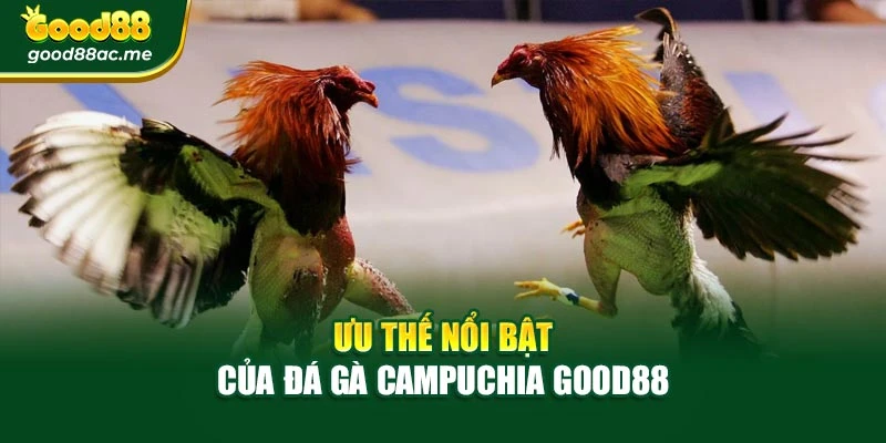 Ưu thế nổi bật của đá gà Campuchia Good88