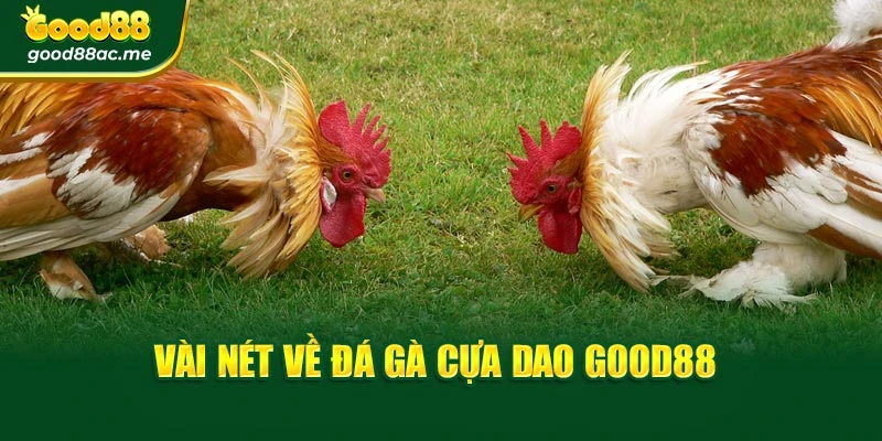 Vài nét về đá gà cựa dao Good88